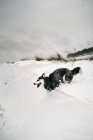 Хаскі собака біжить швидко через снігоходи на лузі з язиком в зимовий день під сірим небом в природі поблизу пагорба, вкритого деревами — стокове фото