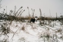 Husky cane in piedi su cumuli di neve in prato con la lingua fuori in giorno d'inverno sotto cielo grigio in natura vicino collina — Foto stock