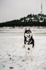 Husky-Hund steht auf Schneewehen auf der Wiese mit herausblickender Zunge im Wintertag unter grauem Himmel in der Natur in der Nähe eines bewaldeten Hügels — Stockfoto