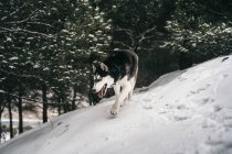 Husky cão correndo rápido através de snowdrifts no prado com a língua para fora no dia de inverno sob o céu cinza na natureza perto de colina coberta de árvores — Fotografia de Stock