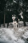 Хаскі собака стоїть на снігопадах на лузі з язиком, дивлячись взимку вдень під сірим небом в природі біля пагорба, вкритого деревами — стокове фото