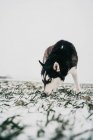 Husky cane su cumuli di neve in prato con la lingua fuori guardando la fotocamera in giorno d'inverno sotto il cielo grigio in natura — Foto stock