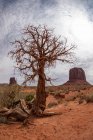 Paisagem pitoresca com formações rochosas localizadas em terreno deserto com vegetação rara e árvore em cânion contra céu nublado nos EUA — Fotografia de Stock