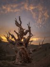 Árvore árida grossa com tronco torcido localizada em terreno seco no parque nacional contra o céu nublado à noite nos EUA — Fotografia de Stock