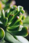 Crassula ovata succulent plant placed in pot on wooden table in light place — Stock Photo