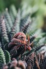 Green and red haworthia plant with leaves and white dots in dark place — Stock Photo