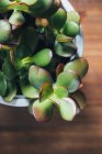 Верхний вид сочного растения Crassula ovata, помещенного в горшок на деревянном столе в светлом месте — стоковое фото