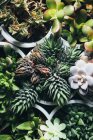 Top view of various types of succulent plants placed in pots on wooden table in light place — Stock Photo