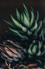 Зеленый и красный haworthia растение с листьями и белыми точками в темном месте — стоковое фото