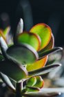 Crassula ovata succulent plant placed in pot on wooden table in light place — Stock Photo