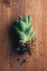 From above of small green echeveria plant placed on wooden table with roots and dirt in light place — Stock Photo
