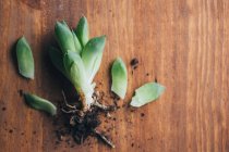 From above of small green echeveria plant placed on wooden table with roots and dirt in light place — Stock Photo