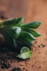 Closeup pedaços de planta verde suculenta com sujeira colocada na superfície de madeira em lugar claro — Fotografia de Stock