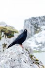 Alpine chough with black plumage sitting on rough mountain near pure lake in Spain in wintertime — Stock Photo