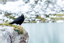 Tos alpina con plumaje negro sentado en una montaña áspera cerca de un lago puro en España en invierno - foto de stock