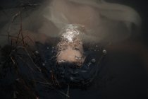 Зверху на задній план врожаю анонімні жінки-туристки, які плавають з хвилястою тканиною в озері в сутінках — стокове фото