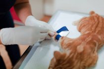 From above of crop anonymous veterinarian in sterile gloves putting drop counter piece on paw of animal patient in hospital — Stock Photo