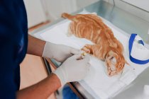 Desde arriba del cultivo veterinario anónimo en guantes estériles poner la pieza de contador de gota en la pata del paciente animal en el hospital - foto de stock