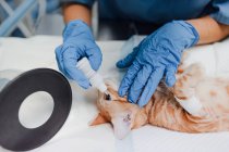 Von oben anonymer Tierarzt in sterilen Handschuhen, der Augentropfen aus der Flasche in die Klinik bringt — Stockfoto