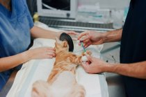 Ernte anonymen männlichen Tierarzt mit Krankenschwester in Uniformen Behandlung tierischer Patient auf dem Tisch im Krankenhaus — Stockfoto
