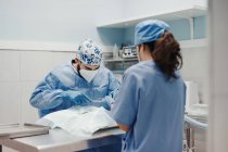 Unbekannter Tierarzt operiert Tierpatientin mit medizinischem Werkzeug in der Nähe einer Assistentin in Uniform im Krankenhaus — Stockfoto