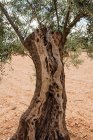 Um tronco de oliveira com alguns ramos. Foto vertical — Fotografia de Stock