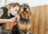 Peluquero hembra de cultivo en máscara protectora haciendo procedimiento de cuidado para perro Dachshund de pelo cableado en salón veterinario - foto de stock