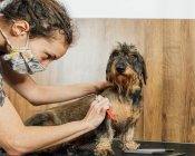 Crop female groomer in protective mask doing care procedure for Wirehaired Dachshund dog in veterinary salon — Stock Photo
