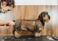 Crop female groomer in protective mask doing care procedure for Wirehaired Dachshund dog in veterinary salon — Stock Photo