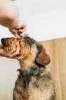 Вид збоку на урожай анонімної жінки-ветеринара Догляд за дросельною собакою Дашунд в салоні для дорослих — стокове фото