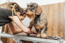 Обрезание женского грумера в защитной маске делает процедуру ухода для Wirehaired Dachshund собака в ветеринарном салоне — стоковое фото