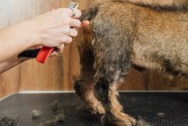 Side view of crop anonymous female veterinarian caring Wirehaired Dachshund dog in grooming salon — Stock Photo