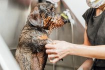 Анонимный собачий парикмахер, стирающий мех на Wirehaired Dachshund в раковине ветеринарной клиники — стоковое фото