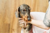 Vista laterale di bagnato marrone Wirehaired Dachshund cucciolo avendo procedura di cura con groomer crop face in clinica veterinaria — Foto stock