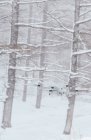 UAV bianco contemporaneo che sorvola la radura innevata nei boschi invernali ghiacciati alla luce del giorno — Foto stock