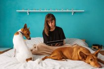 Joven hembra positiva en camisa negra surfeando tableta moderna mientras está sentada en la acogedora cama con adorables perros de pura raza en el dormitorio ligero - foto de stock