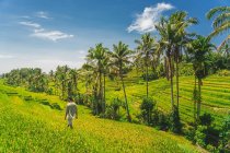 Unerkennbarer Bauer läuft an einem Sommertag in Indonesien zwischen grünen Plantagen gegen Berge unter blauem Himmel — Stockfoto