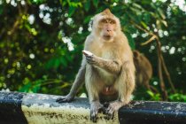 Macaco com pêlo bege e frutas frescas sentado em cerca contra árvores verdes, enquanto olha para a Tailândia — Fotografia de Stock
