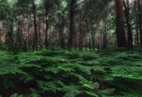 Abbondante foresta spessa con alti alberi verdi e rigogliosi cespugli di felce verdeggianti nelle limpide giornate estive — Foto stock