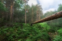 Paesaggio di tronco d'albero asciutto sopra verdeggiante burrone erboso in abbondante foresta estiva alla luce del giorno — Foto stock