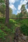 Paisaje de tronco de árbol seco sobre verde barranco herboso en abundante bosque de verano a la luz del día - foto de stock