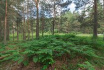 Богатый густой лес с высокими зелеными деревьями и пышными кустарниками папоротника в ясный летний день — стоковое фото