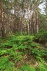 Abundante bosque espeso con árboles verdes altos y exuberantes arbustos de helechos verdes en el día claro de verano - foto de stock