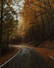 Nivel del suelo del camino de asfalto húmedo con hojas caídas que atraviesan los bosques en un día nublado en otoño - foto de stock