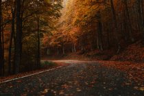 Bodenebene nasse Asphaltstraße mit umgefallenen Blättern, die an bewölkten Herbsttagen durch den Wald gehen — Stockfoto