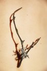 Dall'alto di ramoscello di albero sottile con fiore secco messo su corpo di persona irriconoscibile di raccolto durante giorno soleggiato — Foto stock
