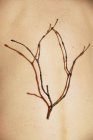 From above of thin dry tree twig placed on body of crop unrecognizable person on sunny day — Stock Photo