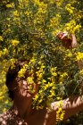 Спокійна доросла гола жінка з закритими очима відпочиває в саду біля квітучого дерева з жовтими квітами в сонячний день — стокове фото