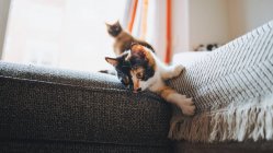 Чарівна каліко кішка з триколорним пальто, що сидить на зручному дивані і дивиться в сучасну квартиру — стокове фото
