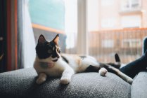 Adorable chat calico avec manteau tricolore assis sur un canapé confortable et regardant loin dans un appartement moderne — Photo de stock